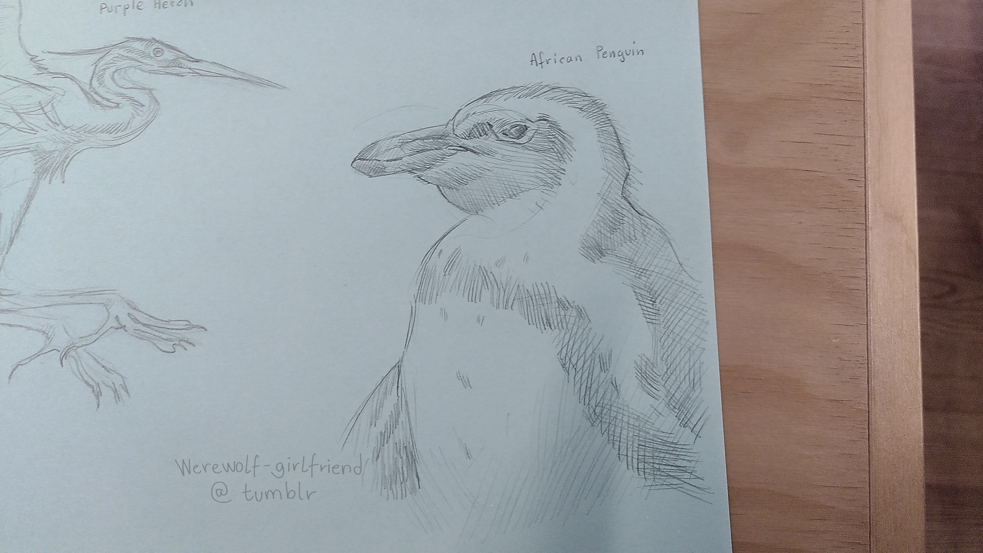 Pencil sketch of an African penguin in profile.